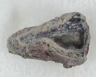 Eryops Claw From Oklahoma - Giant Permian Amphibian #33600-1